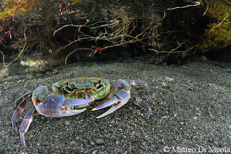 Potamon fluviatile dalla Liguria